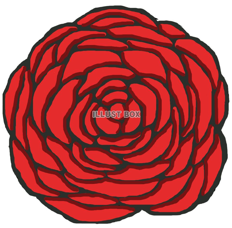 薔薇(花 赤)jpg