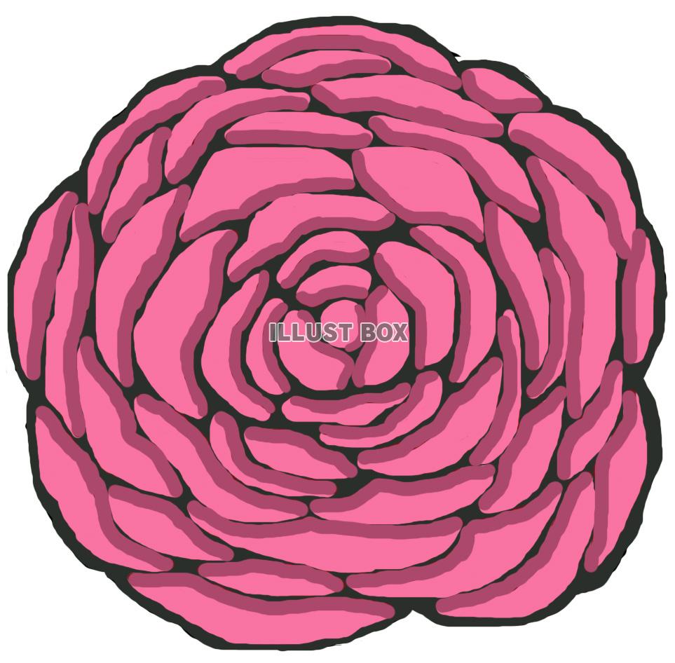 薔薇(花 ピンク)jpg