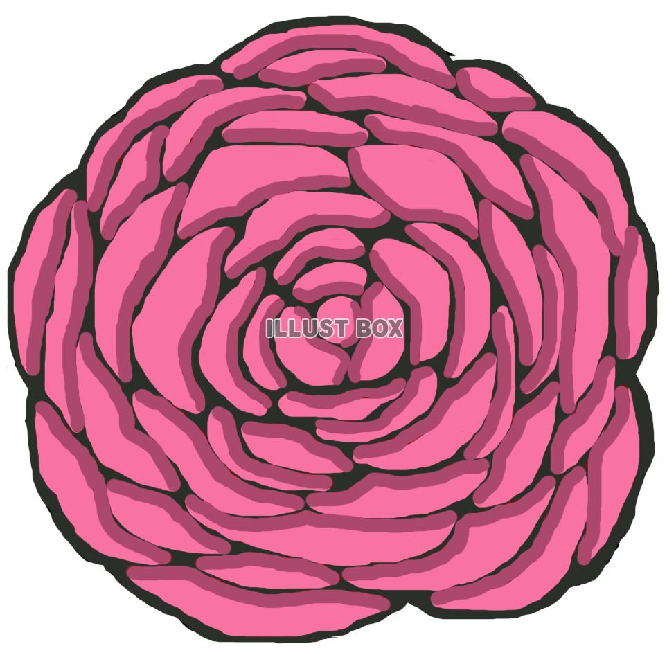 薔薇(花 ピンク)png