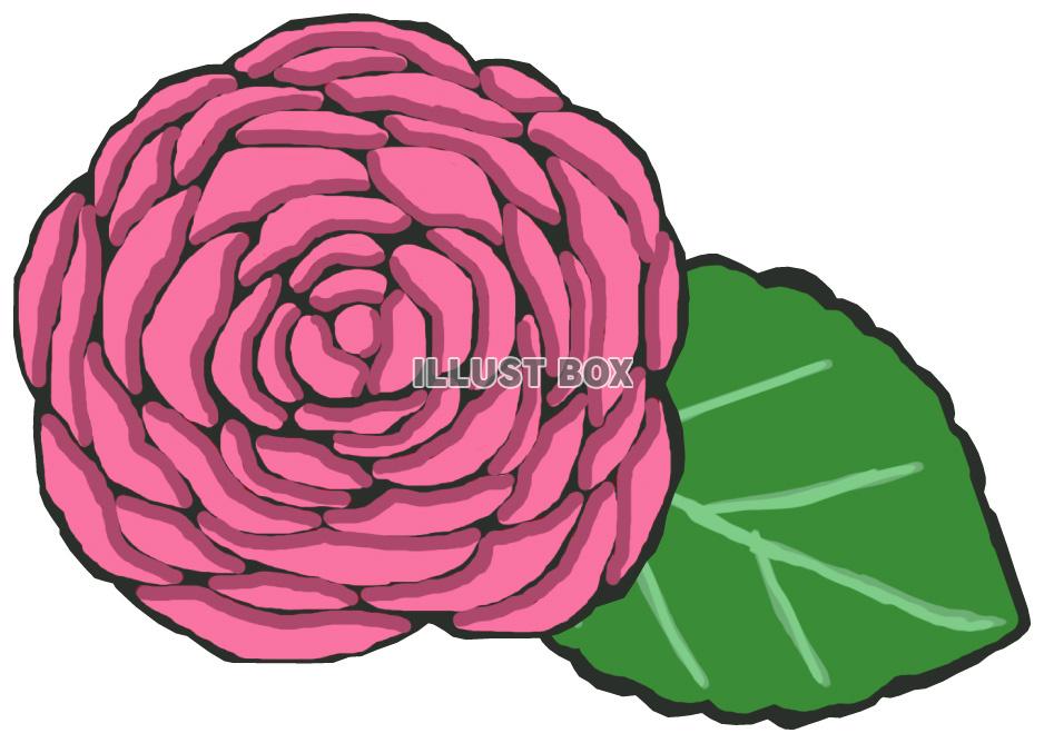 薔薇(ピンク 葉っぱあり)jpg