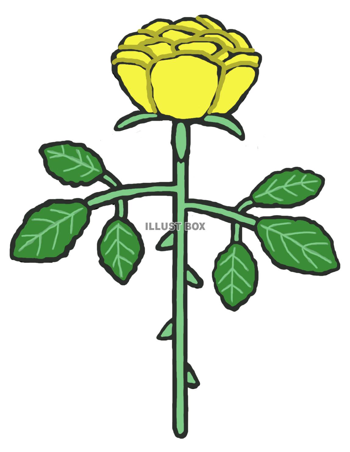 薔薇(1束 黄色)jpg