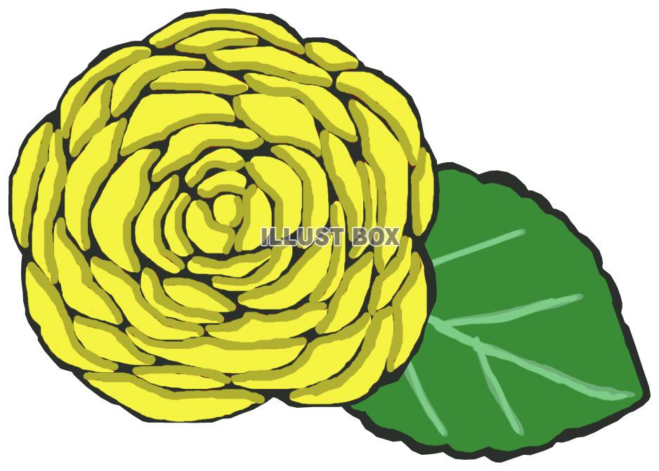 薔薇(黄色 葉っぱあり)jpg