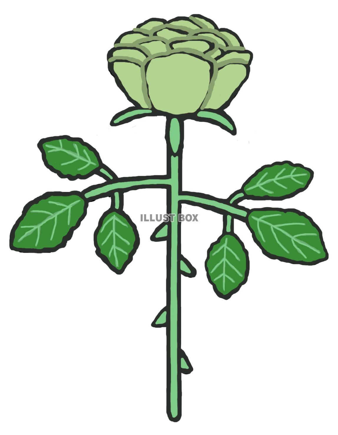 薔薇(1束 緑)jpg