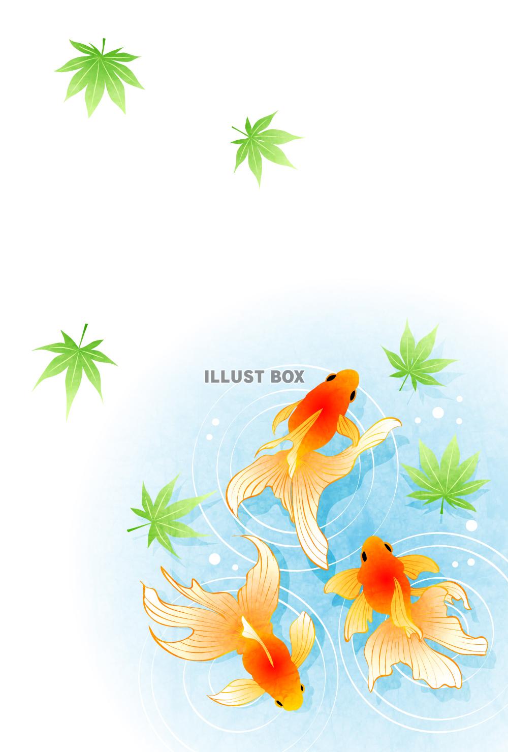 金魚、楓、暑中見舞い、夏、縦
