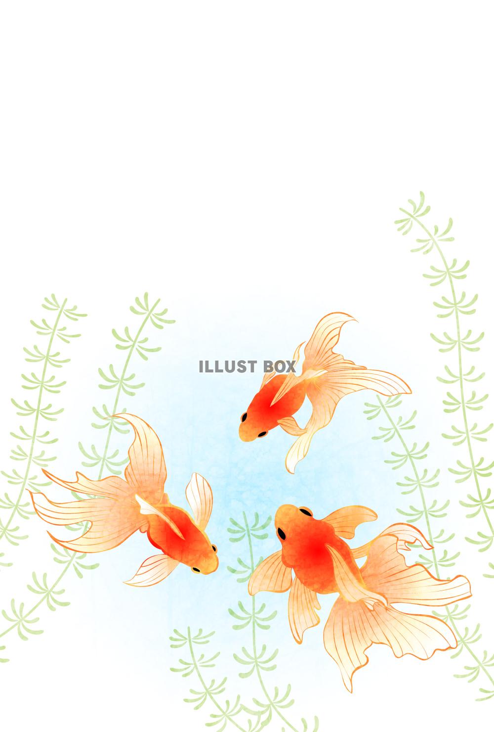 金魚、水草、暑中見舞い、夏、縦