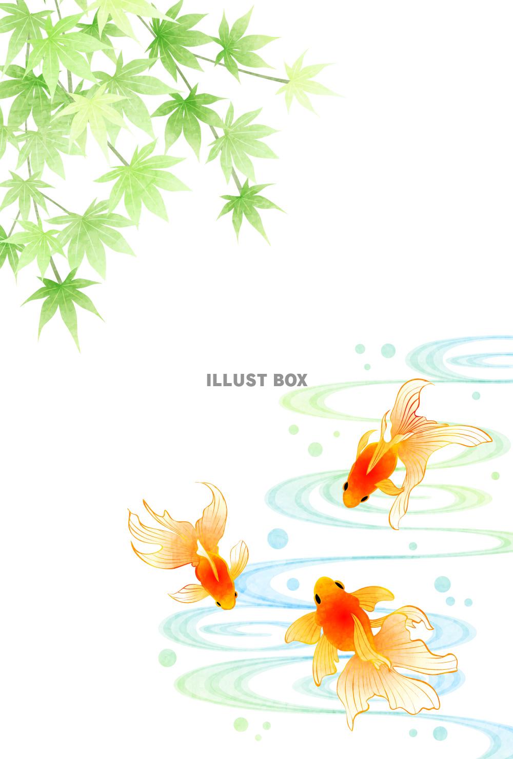 金魚、楓、流水、青紅葉、暑中見舞い、縦