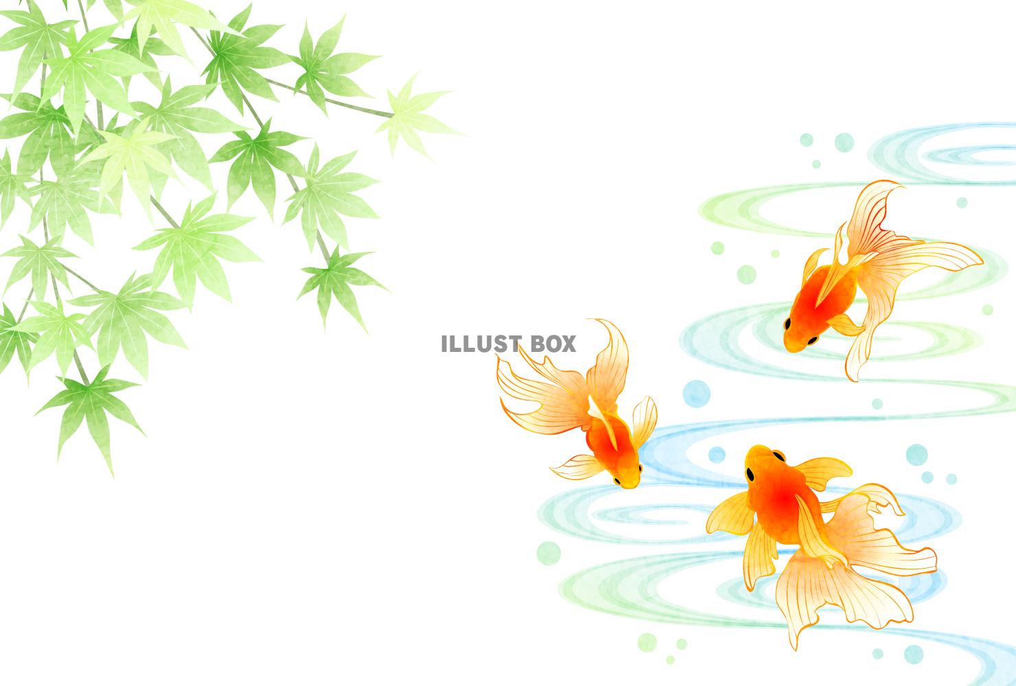 金魚、楓、流水、青紅葉、暑中見舞い、横