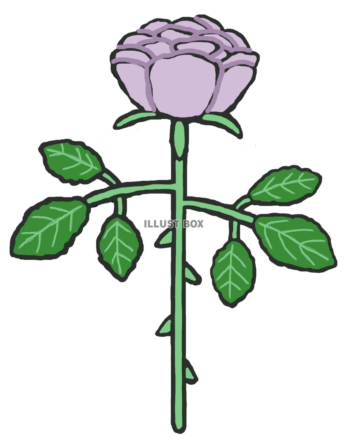 薔薇(1束 紫)jpg