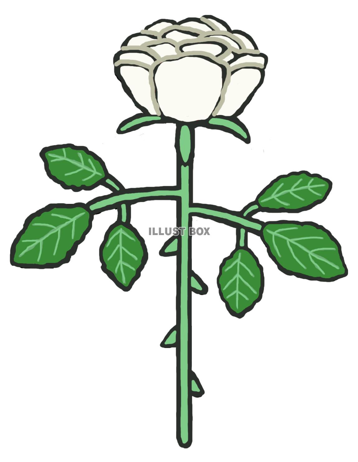 白薔薇(1束)jpg