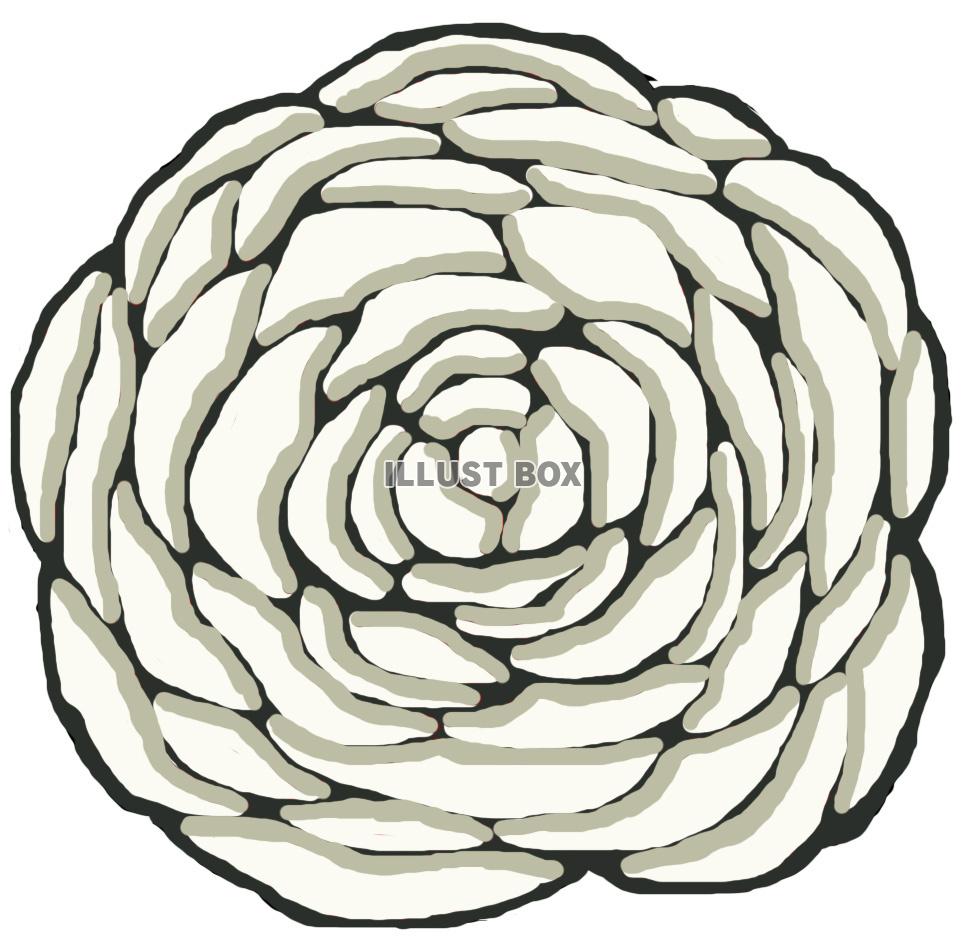 白薔薇(花)jpg