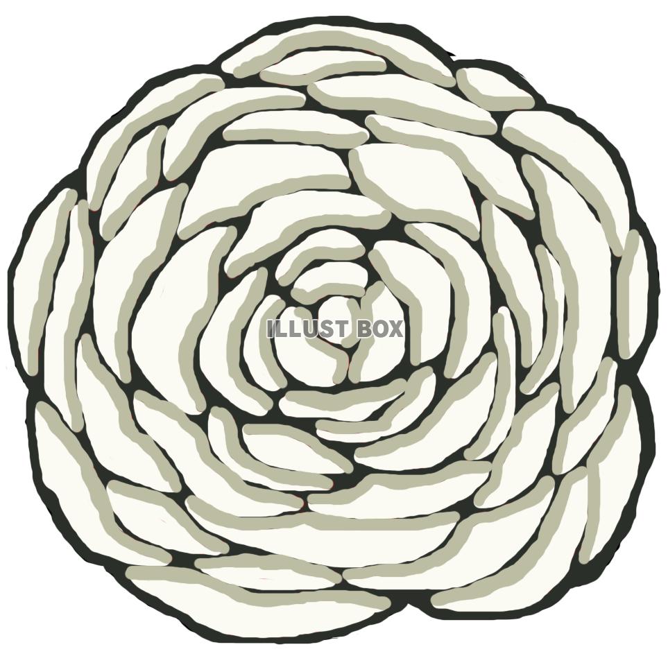 白薔薇(花)png