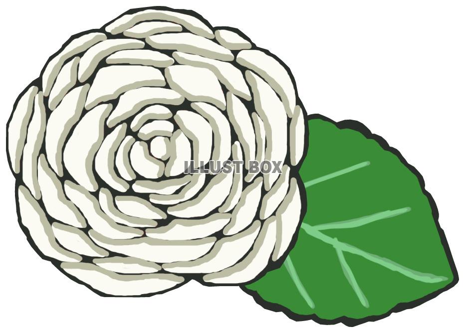白薔薇(葉っぱあり)jpg