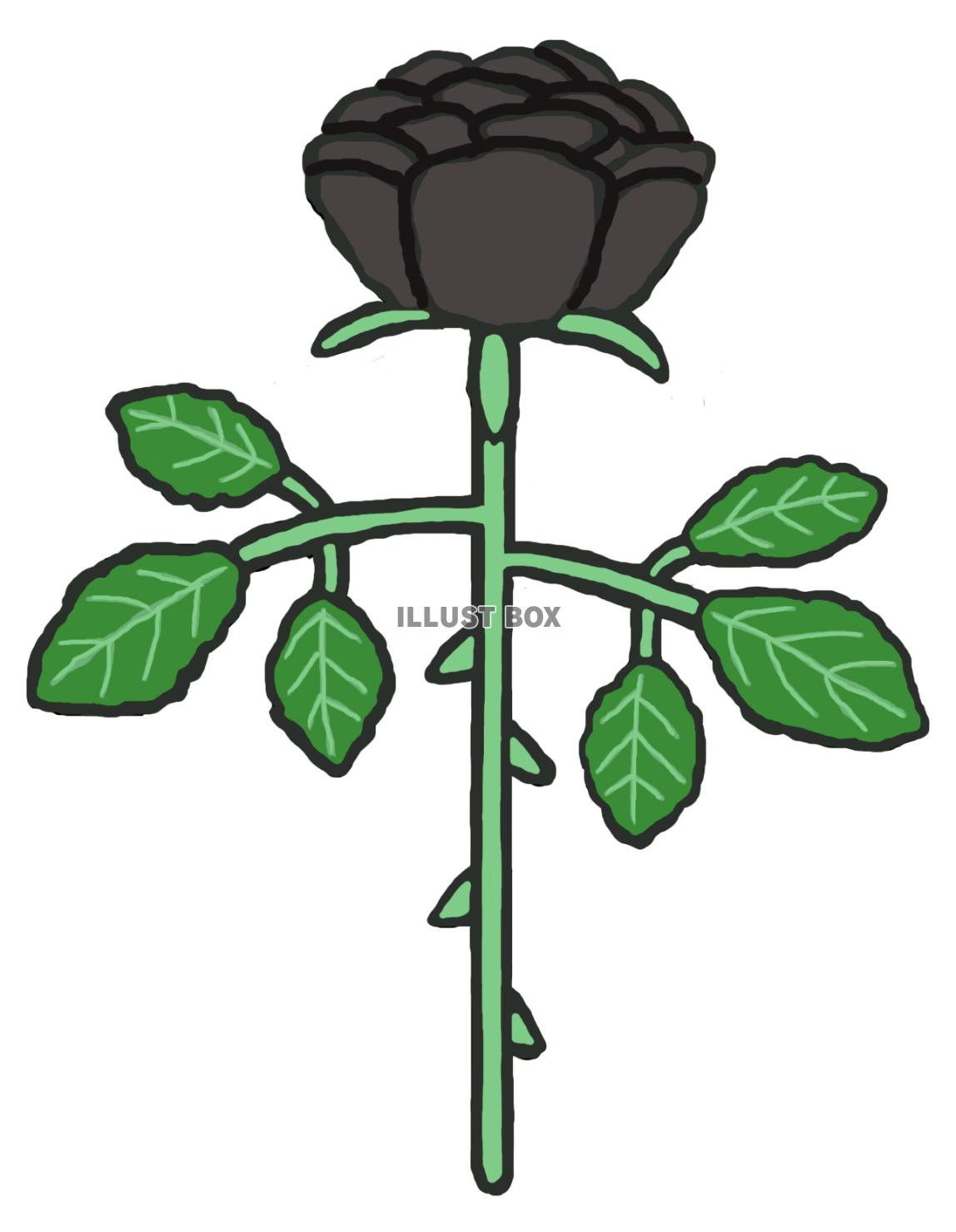黒薔薇(1束)jpg