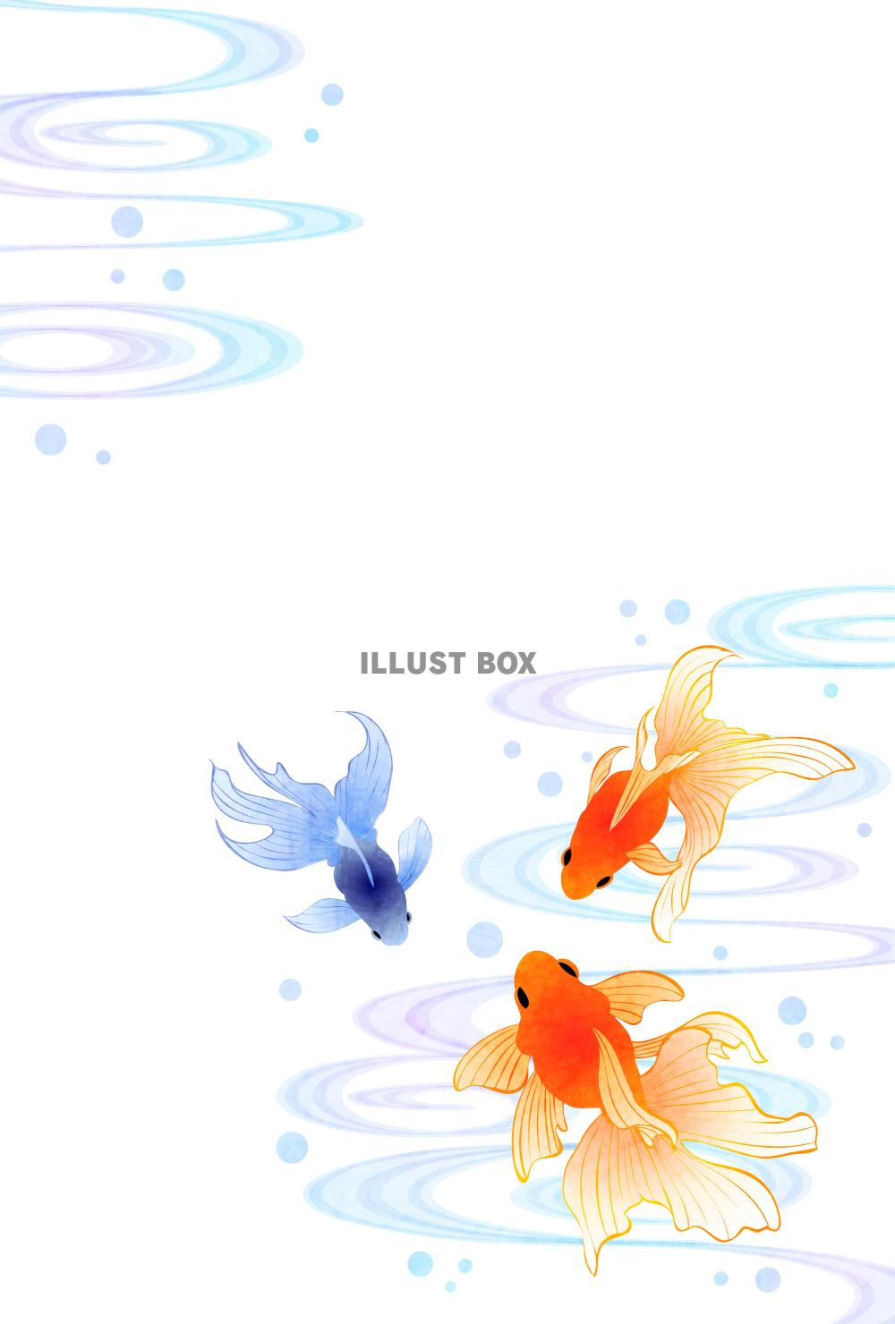 金魚、流水、暑中見舞い、青、縦