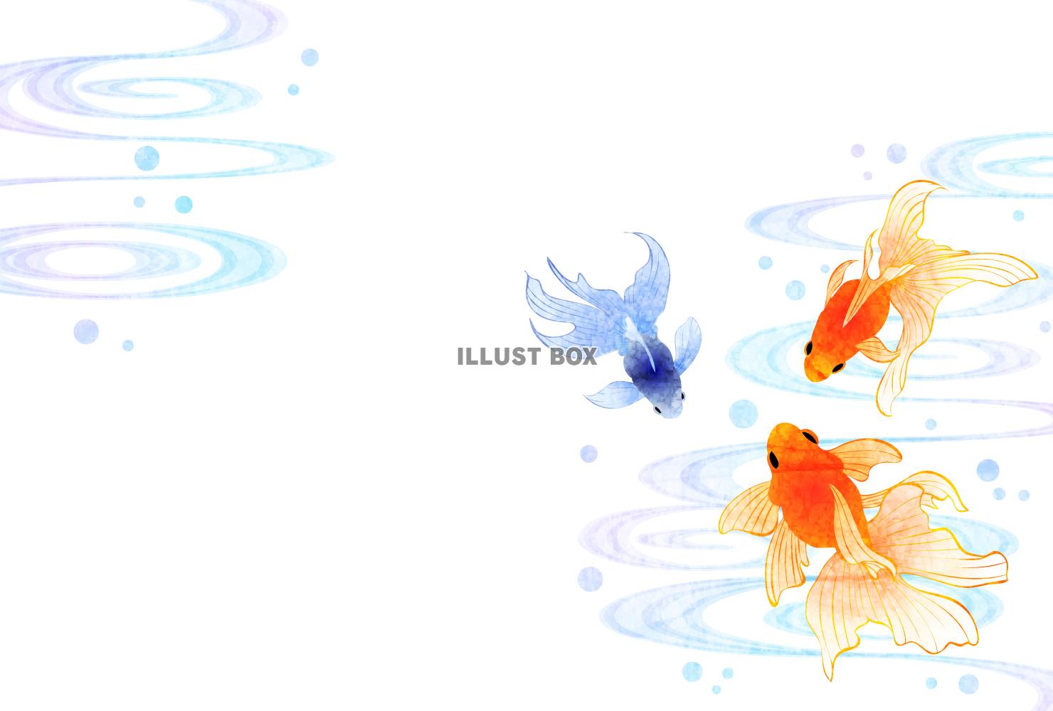 金魚、流水、暑中見舞い、青、横