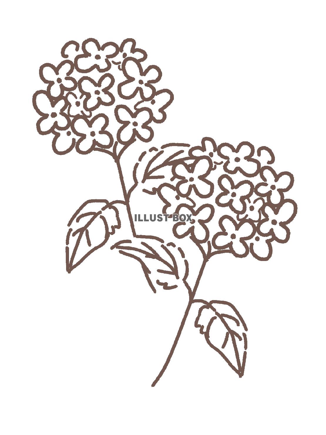 シンプルな紫陽花