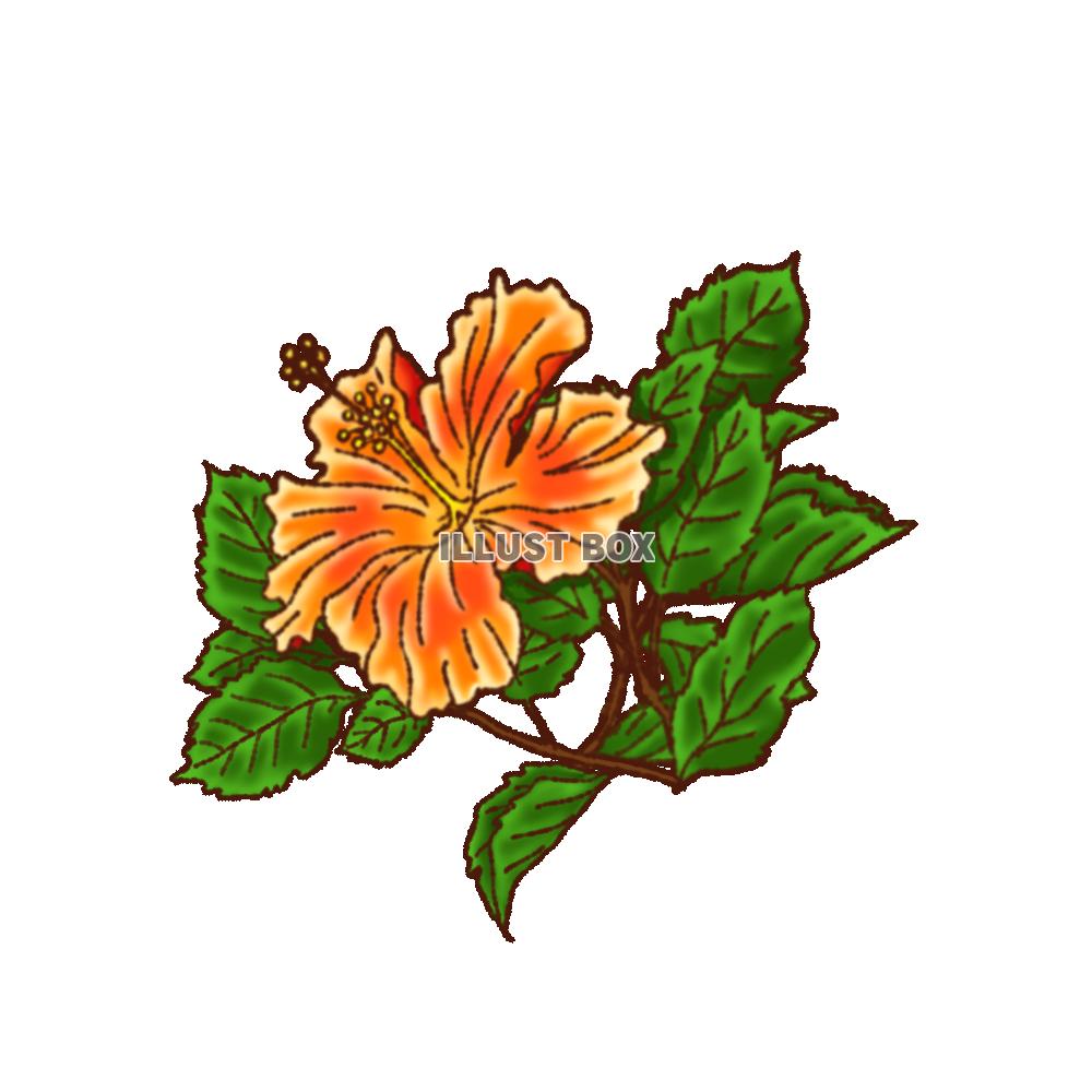 png ハイビスカス ワンポイント