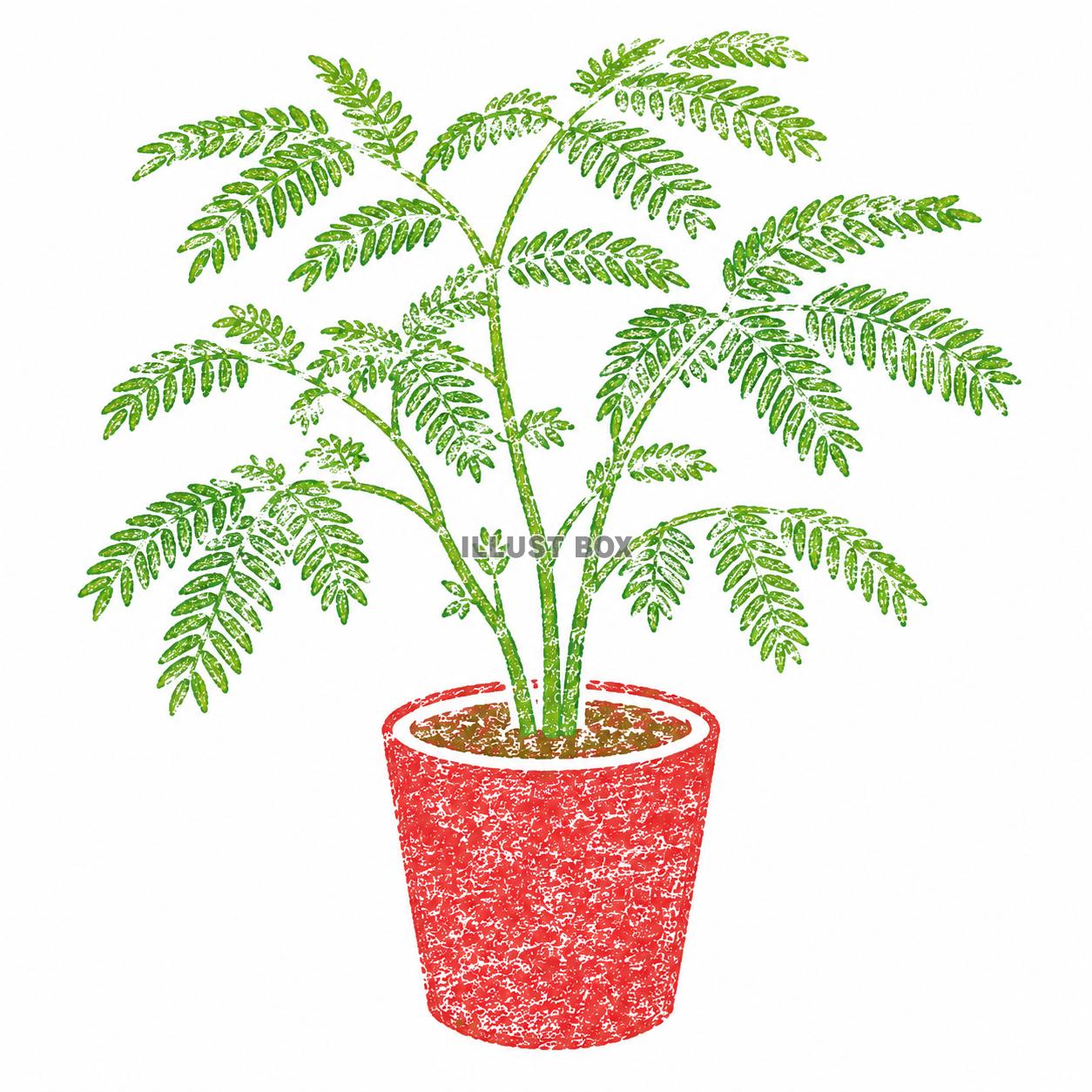 ハンコ風　エバーフレッシュ　観葉植物
