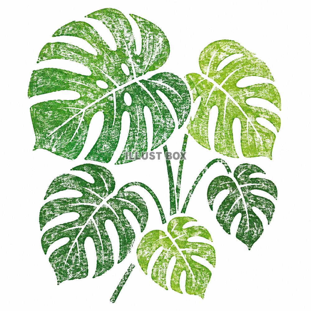 ハンコ風　モンステラ　観葉植物