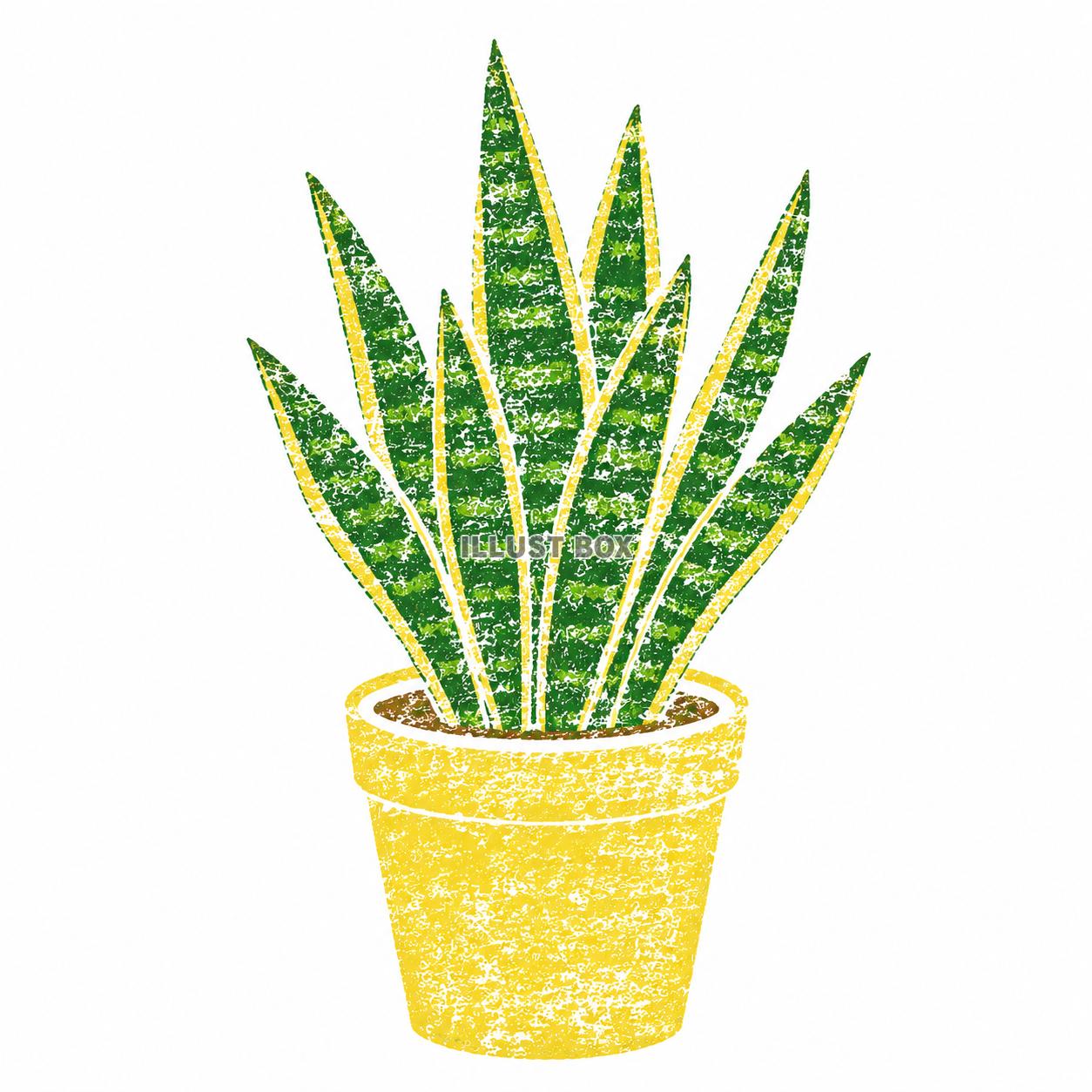 ハンコ風　サンスベリア 　観葉植物