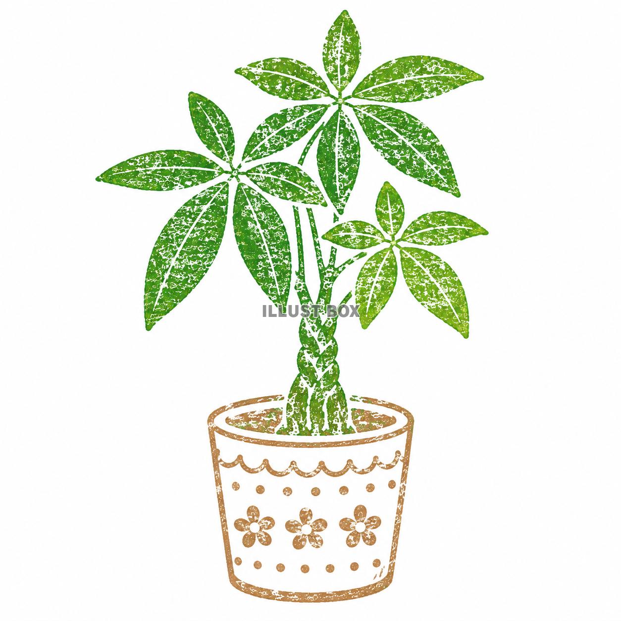 ハンコ風　パキラ　観葉植物