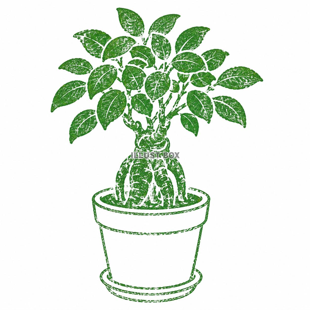 ハンコ風　 ガジュマル　観葉植物
