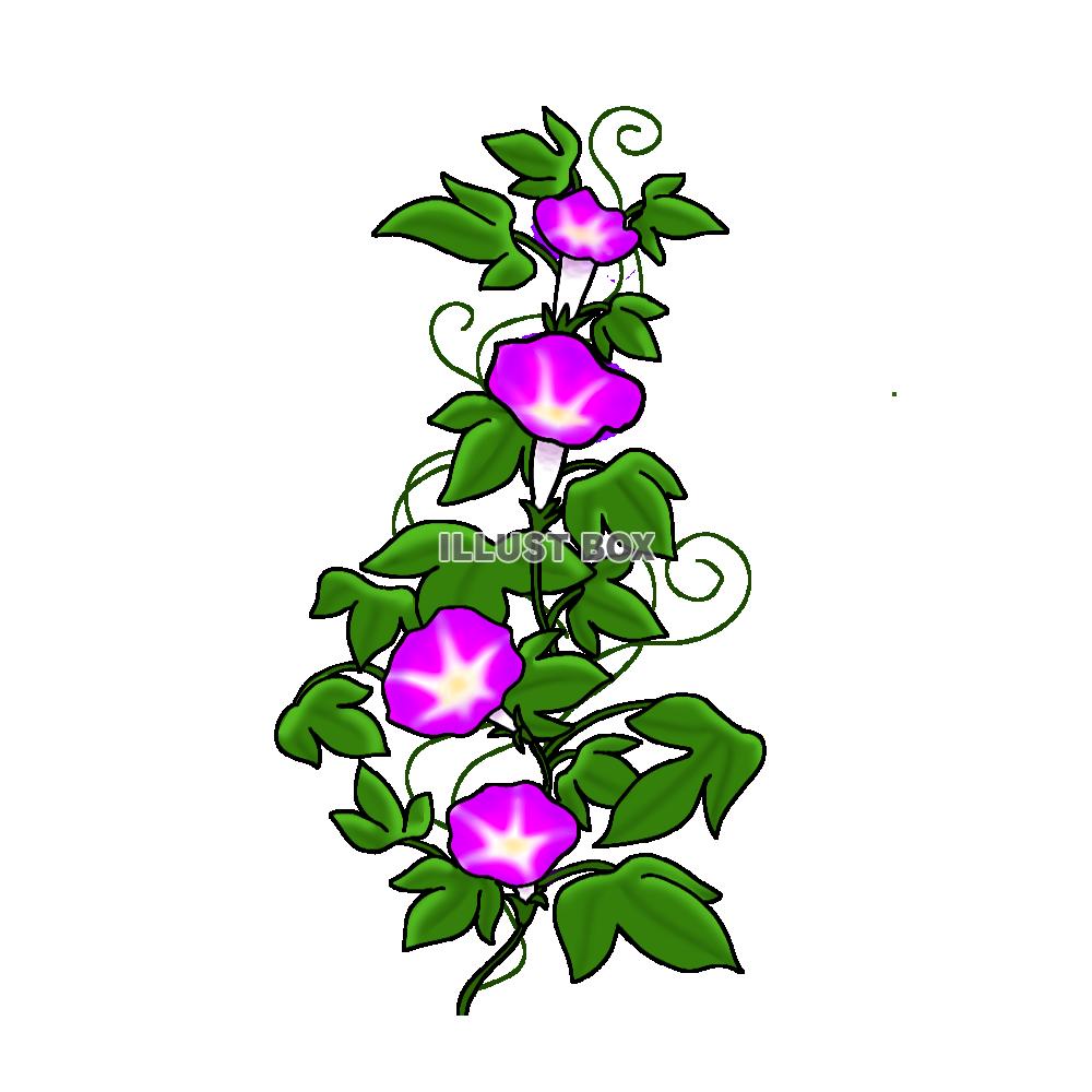 png あさがお  ピンク