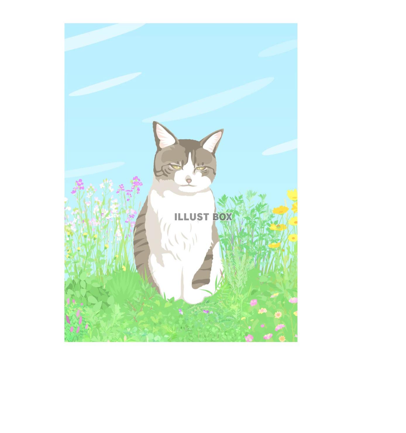 野良のキジ猫