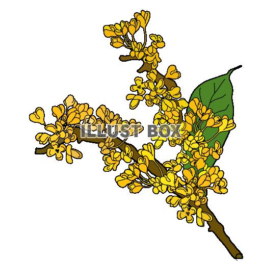 秋の花　きんもくせい