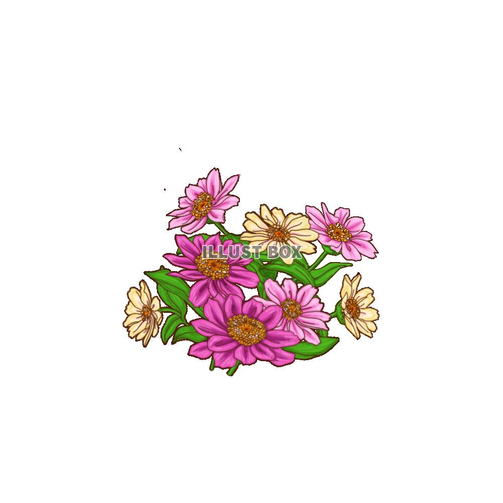 png ジニア(花)