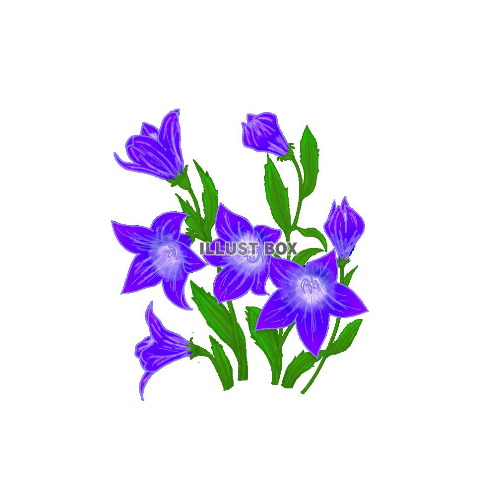 png ききょう リアル風