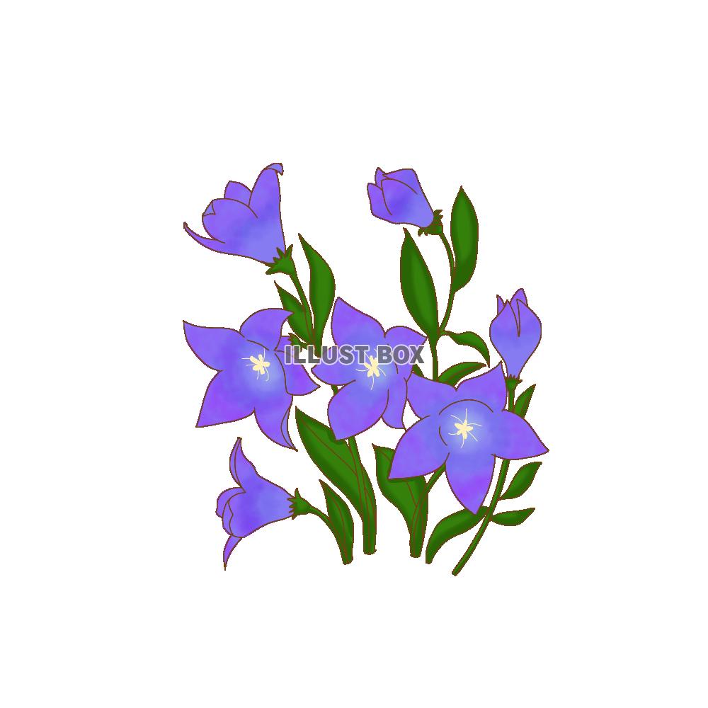 png ききょう シンプル