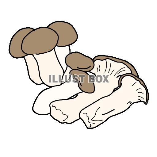 秋の実り（きのこ）