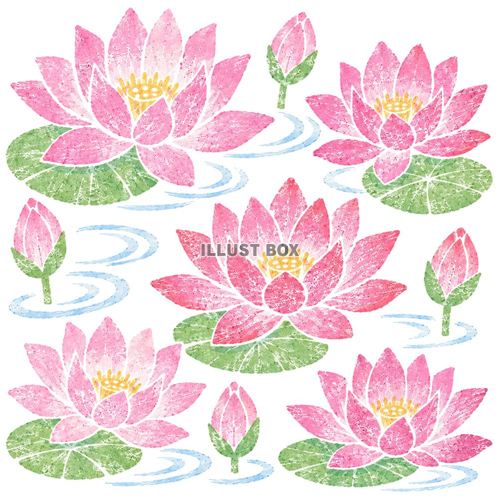 蓮の花　イメージ