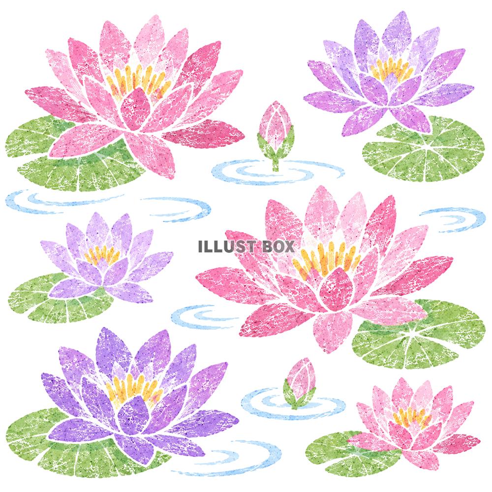 薄紫　蓮の花