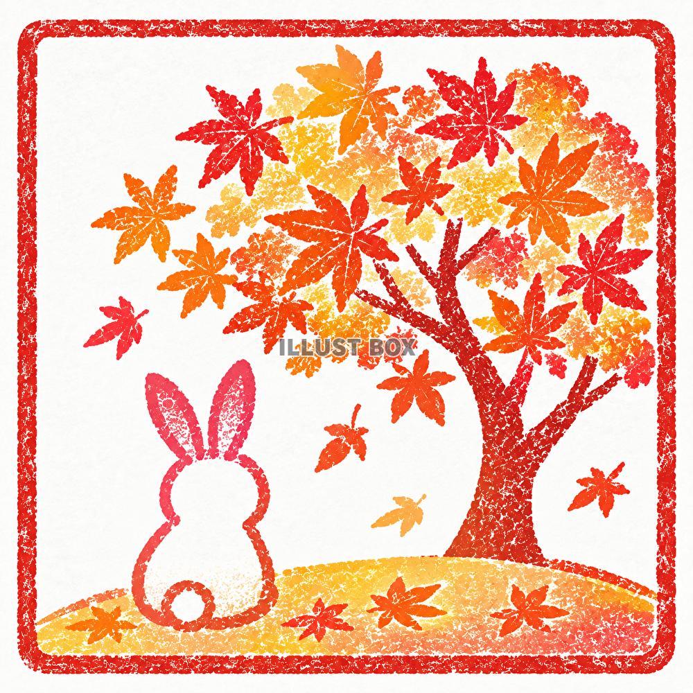 うさぎさん紅葉を楽しみ中