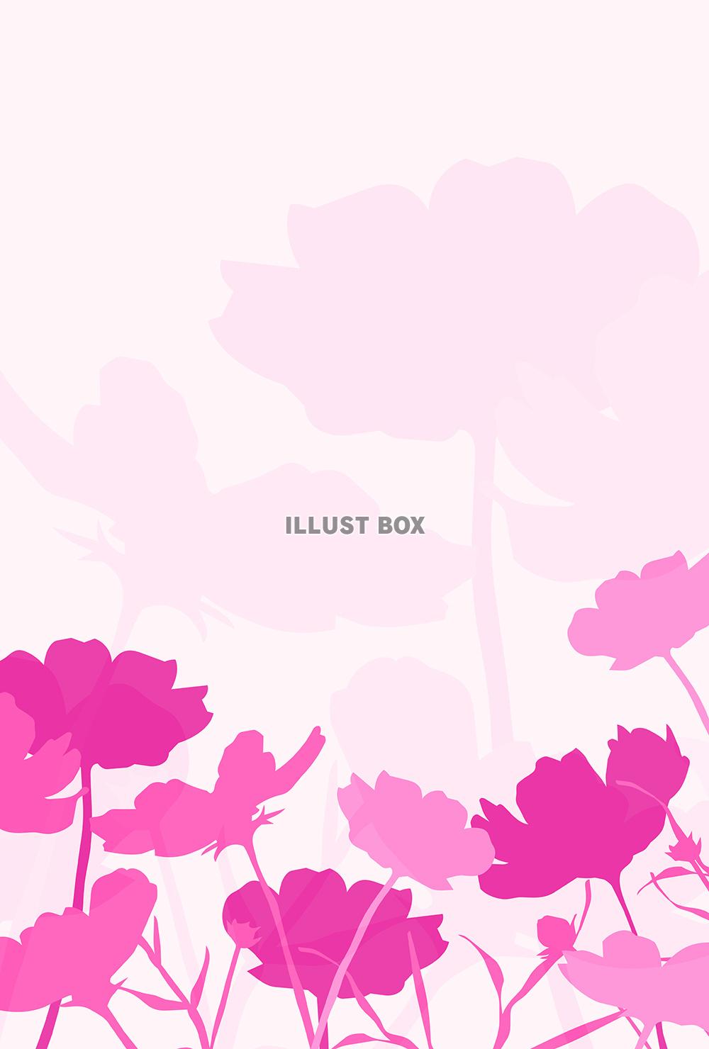 コスモスのポストカード