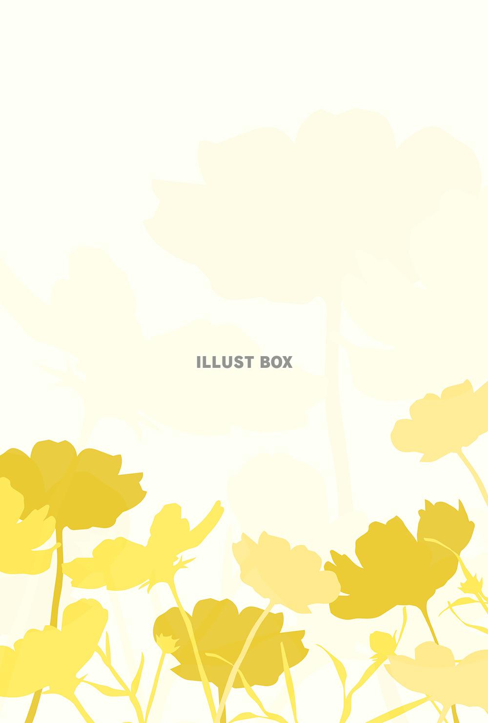 コスモスのポストカード