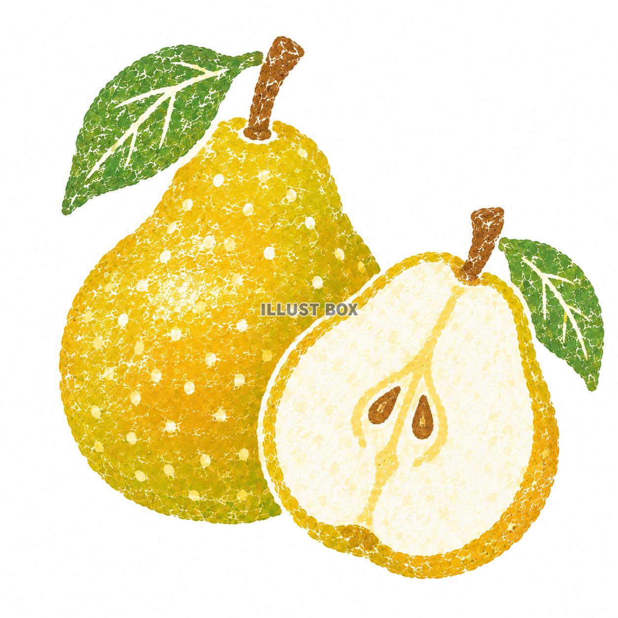 美味しい　梨　イラスト　ハンコ風